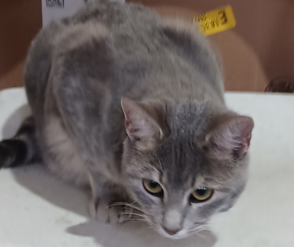 Gracie
