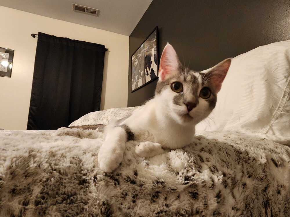 Lulu
