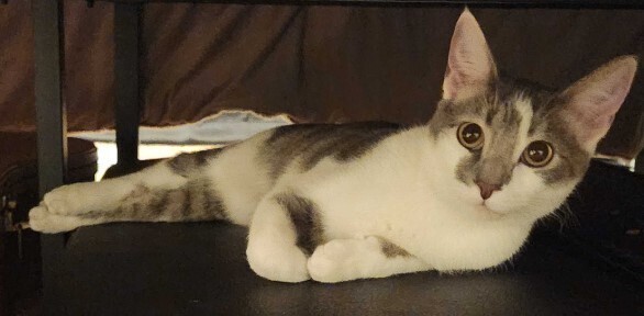 Lulu