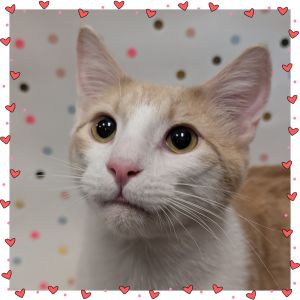 Cosmo, Young Male Domestic Short Hair