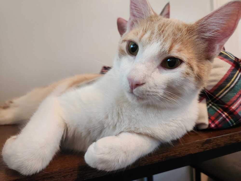 Cosmo