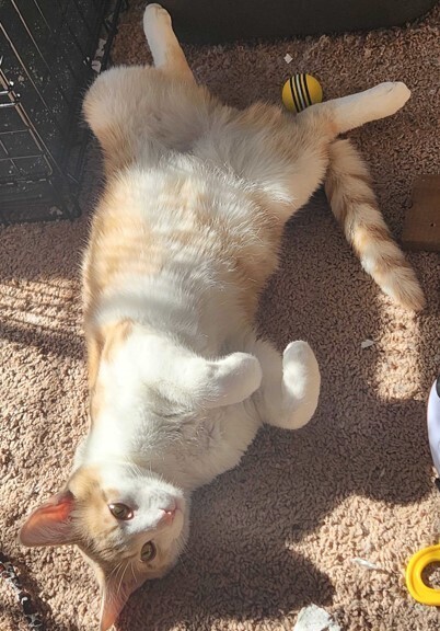 Cosmo