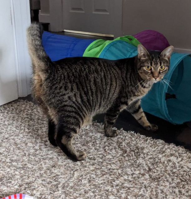 Tamanga, an adoptable Manx in Greensboro, NC, 27455 | Photo Image 1