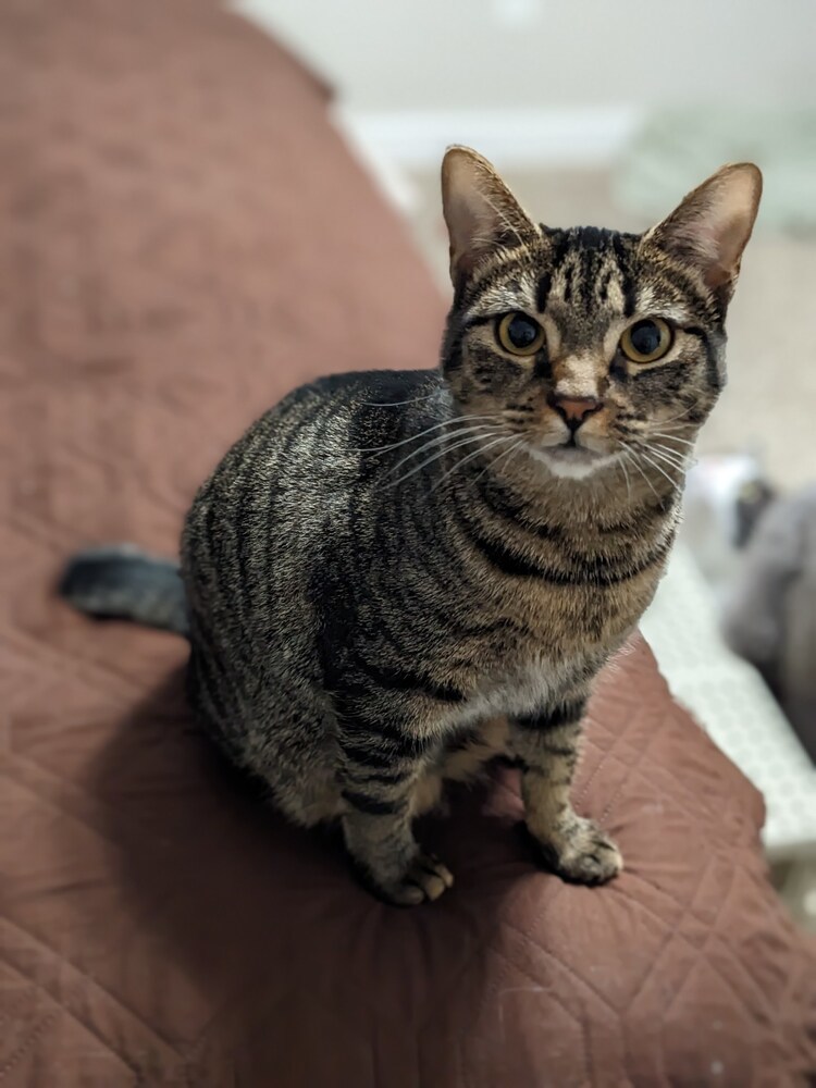 Tamanga, an adoptable Manx in Greensboro, NC, 27455 | Photo Image 3