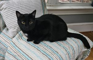 Package, Young Female Domestic Short Hair