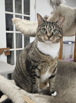 Squeaky, Adult Female Domestic Short Hair