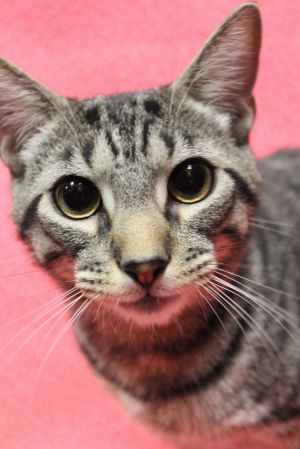 Furio, Young Male Domestic Short Hair