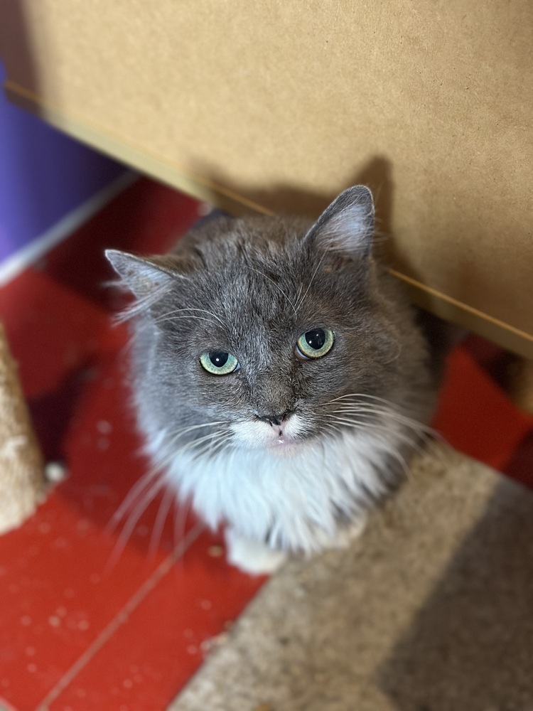 Sprout- adoption fee waived, an adoptable Domestic Long Hair in Lafayette, CO, 80026 | Photo Image 1