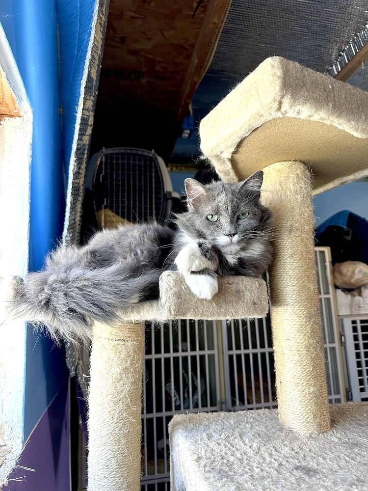 Sprout, an adoptable Domestic Long Hair in Lafayette, CO, 80026 | Photo Image 1