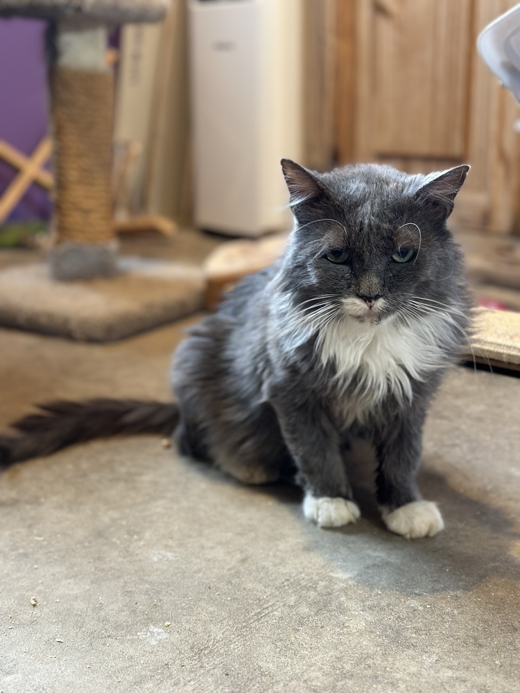 Sprout- adoption fee waived, an adoptable Domestic Long Hair in Lafayette, CO, 80026 | Photo Image 2