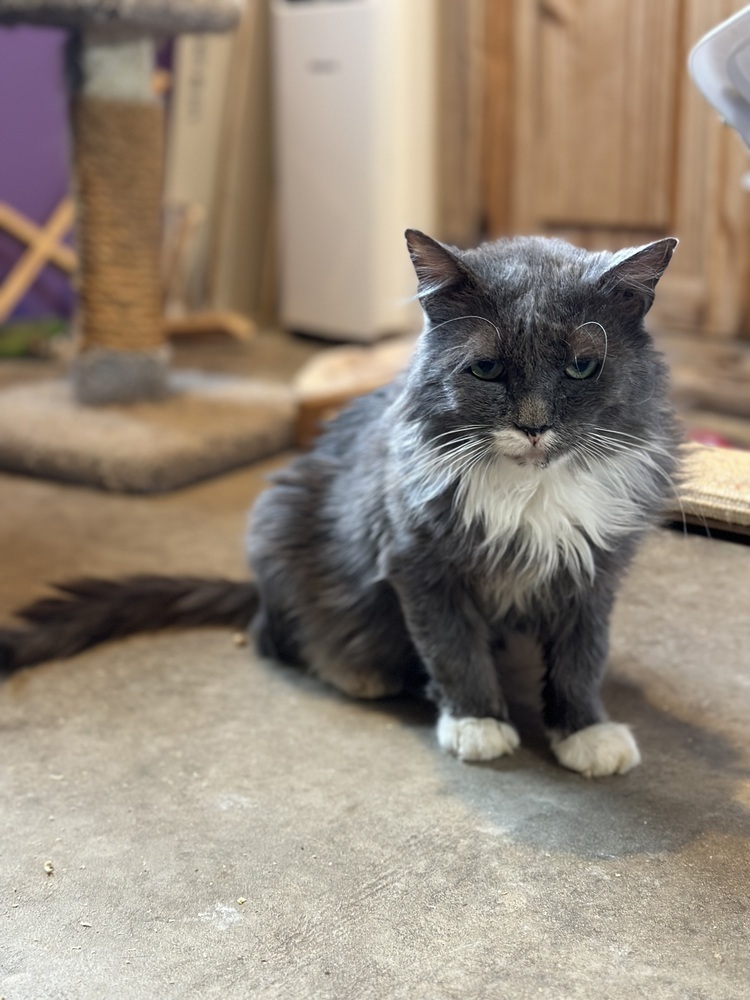 Sprout, an adoptable Domestic Long Hair in Lafayette, CO, 80026 | Photo Image 3