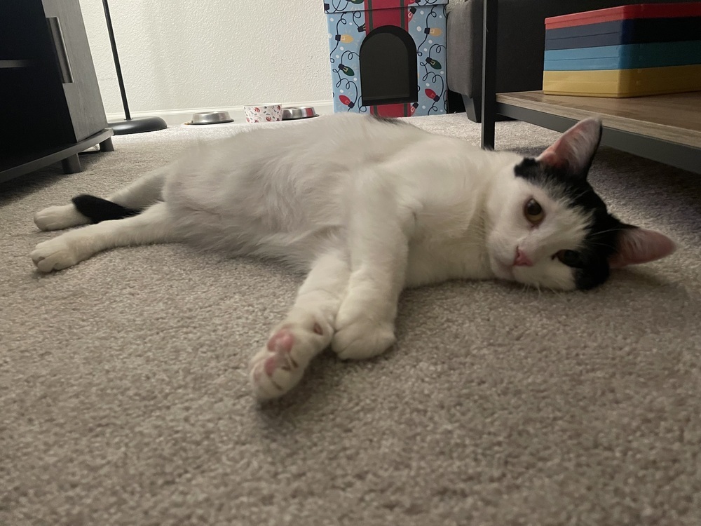 Boo, an adoptable Domestic Short Hair in Lafayette, CO, 80026 | Photo Image 2