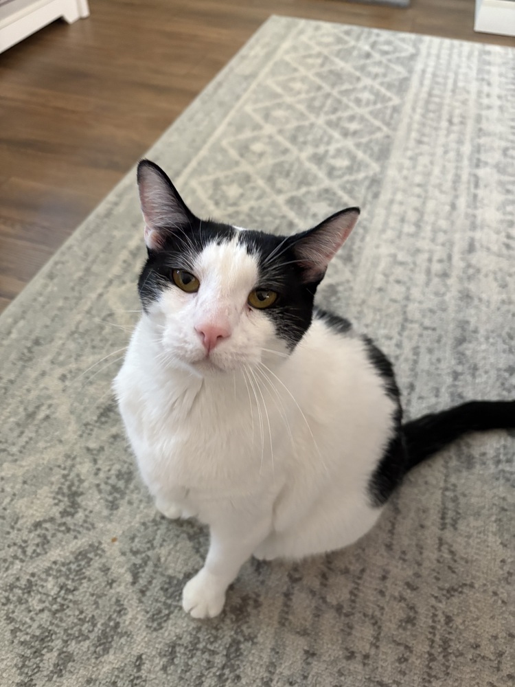 Boo, an adoptable Domestic Short Hair in Lafayette, CO, 80026 | Photo Image 6