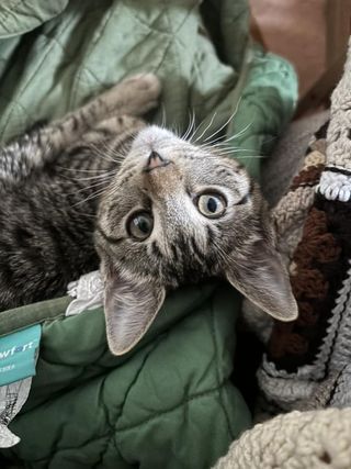 Jason, an adoptable Domestic Short Hair in Lafayette, CO, 80026 | Photo Image 2