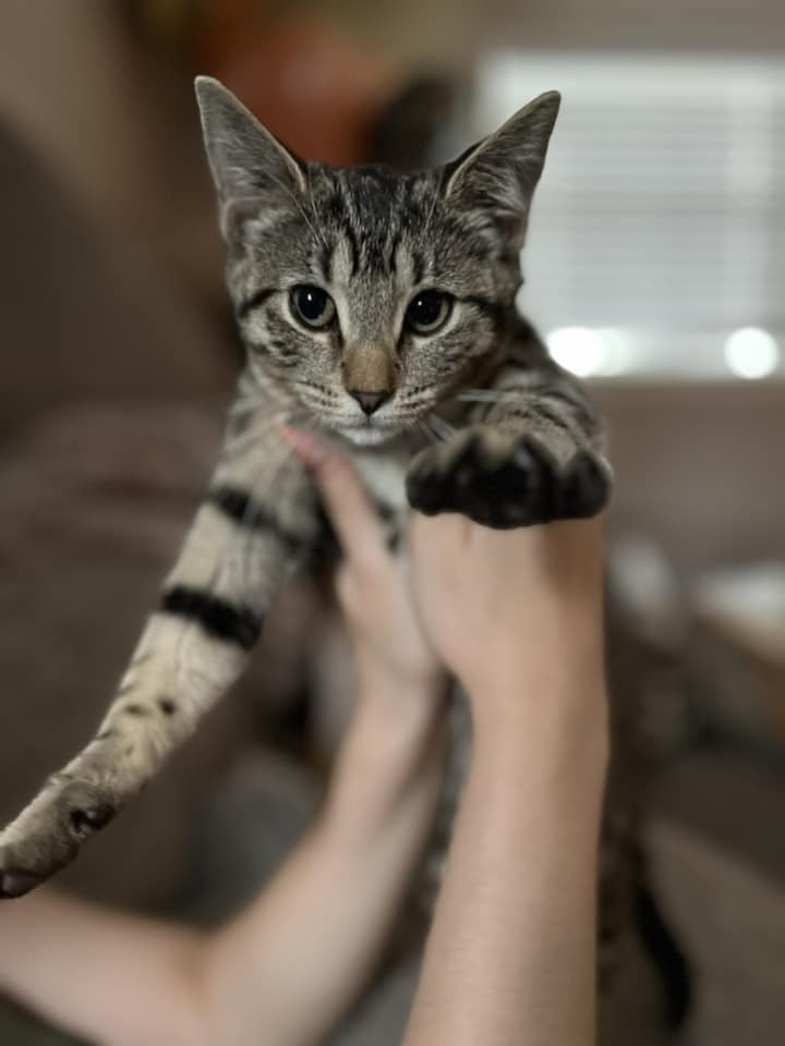 Zoey, an adoptable Domestic Short Hair in Lafayette, CO, 80026 | Photo Image 1