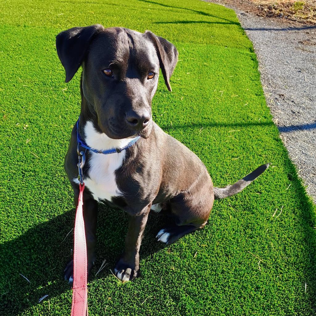 Nelson, an adoptable Black Labrador Retriever, Mixed Breed in Show Low, AZ, 85901 | Photo Image 1