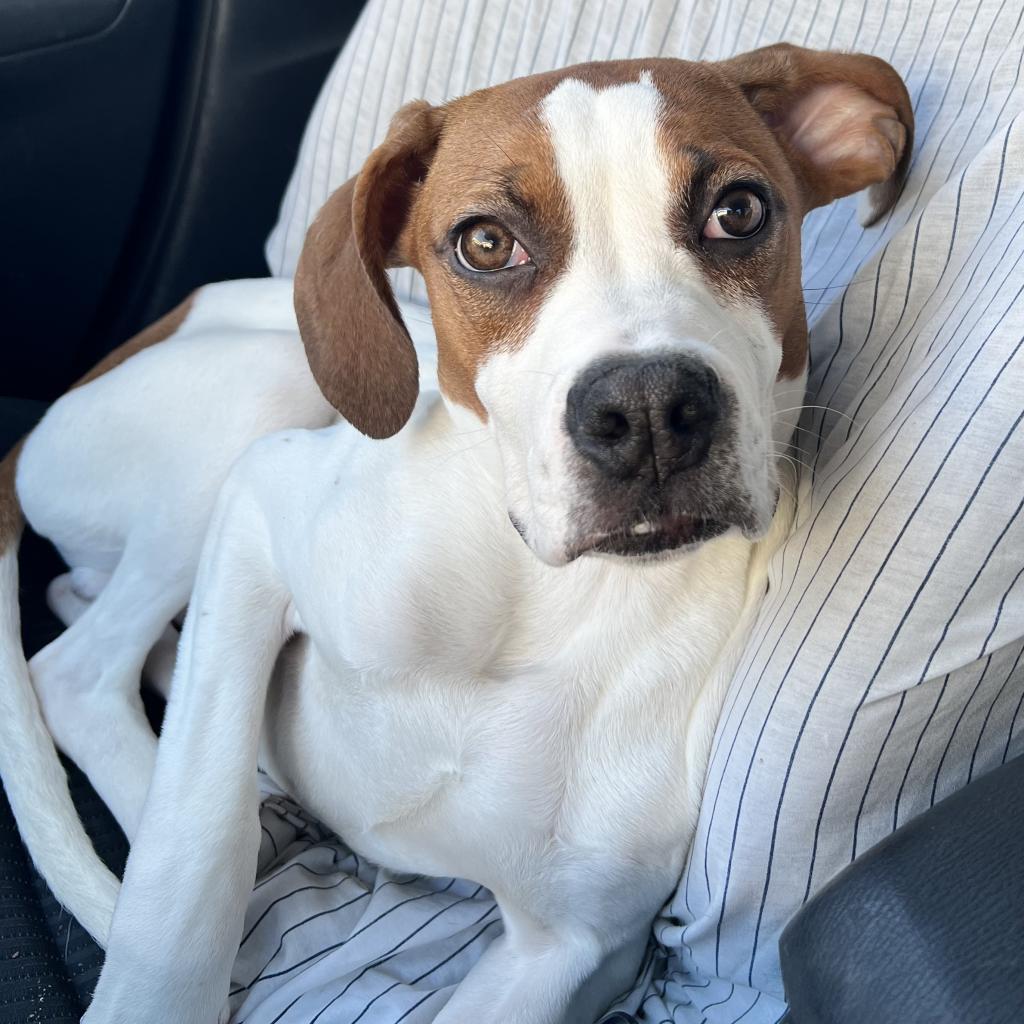 Sam, an adoptable Boxer, Pit Bull Terrier in Dodge City, KS, 67801 | Photo Image 1