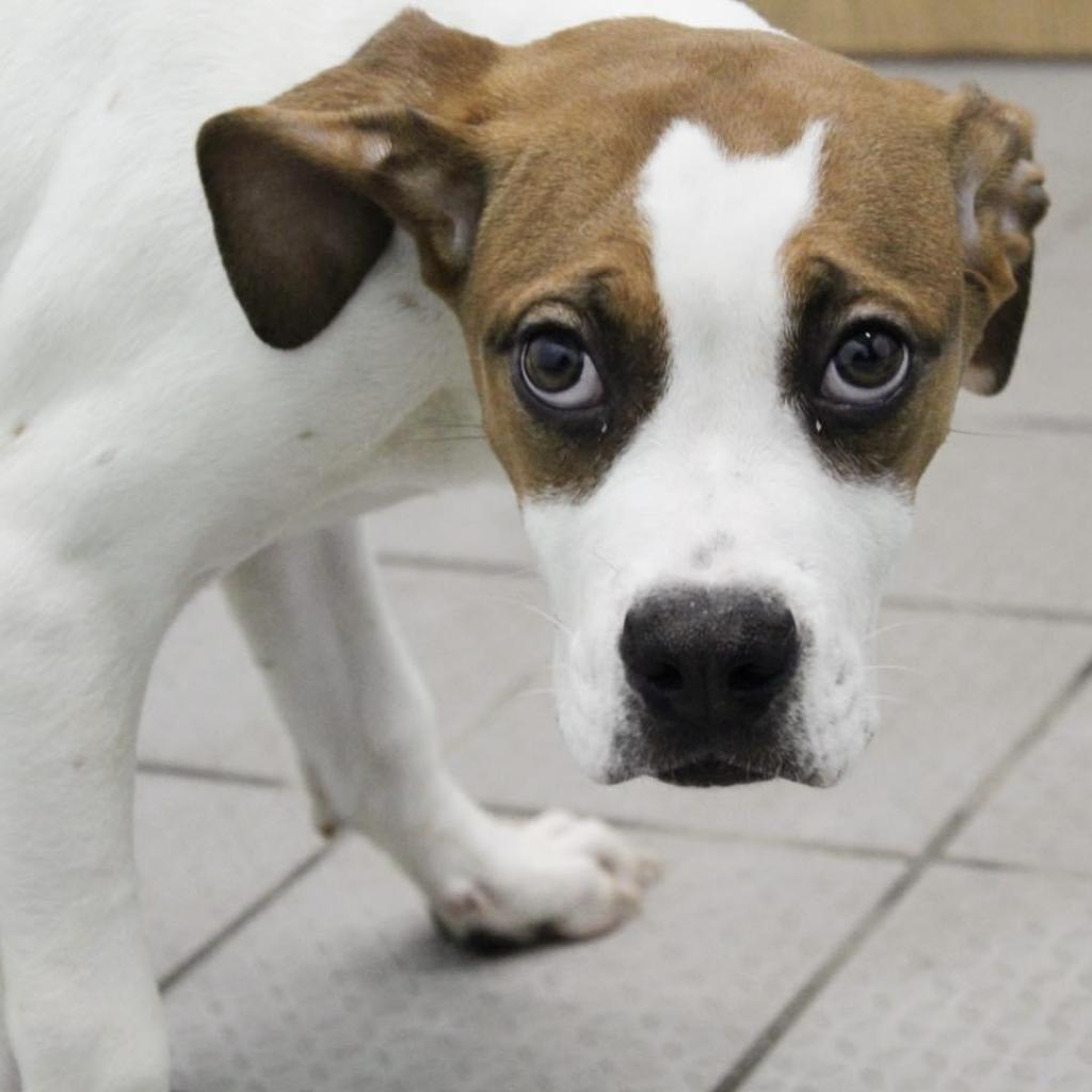 Sam, an adoptable Boxer, Pit Bull Terrier in Dodge City, KS, 67801 | Photo Image 2