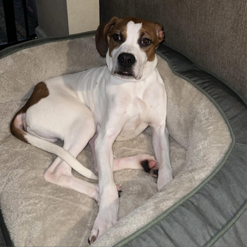 Sam, an adoptable Boxer, Pit Bull Terrier in Dodge City, KS, 67801 | Photo Image 3