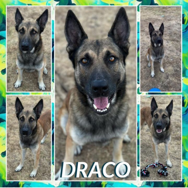 Draco 1