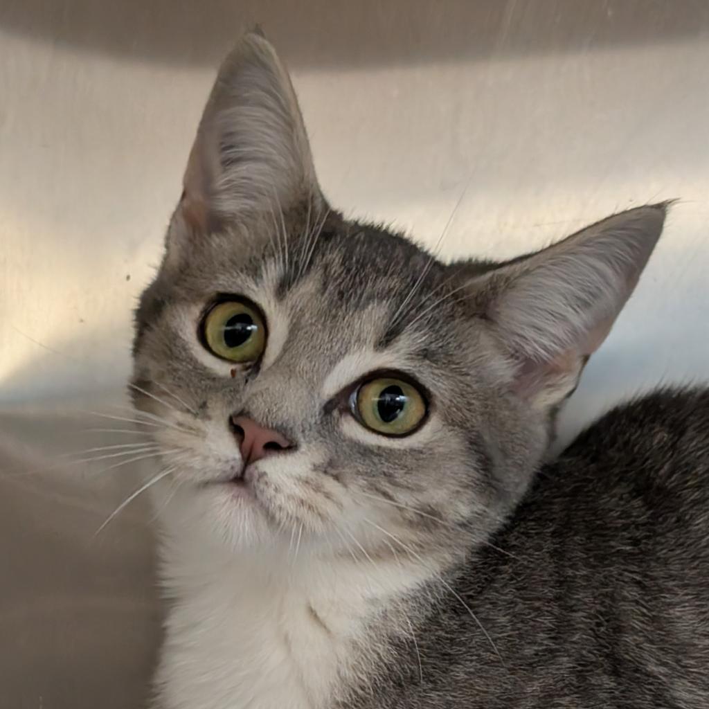 Neville, an adoptable Domestic Short Hair in Thomaston, ME, 04861 | Photo Image 1