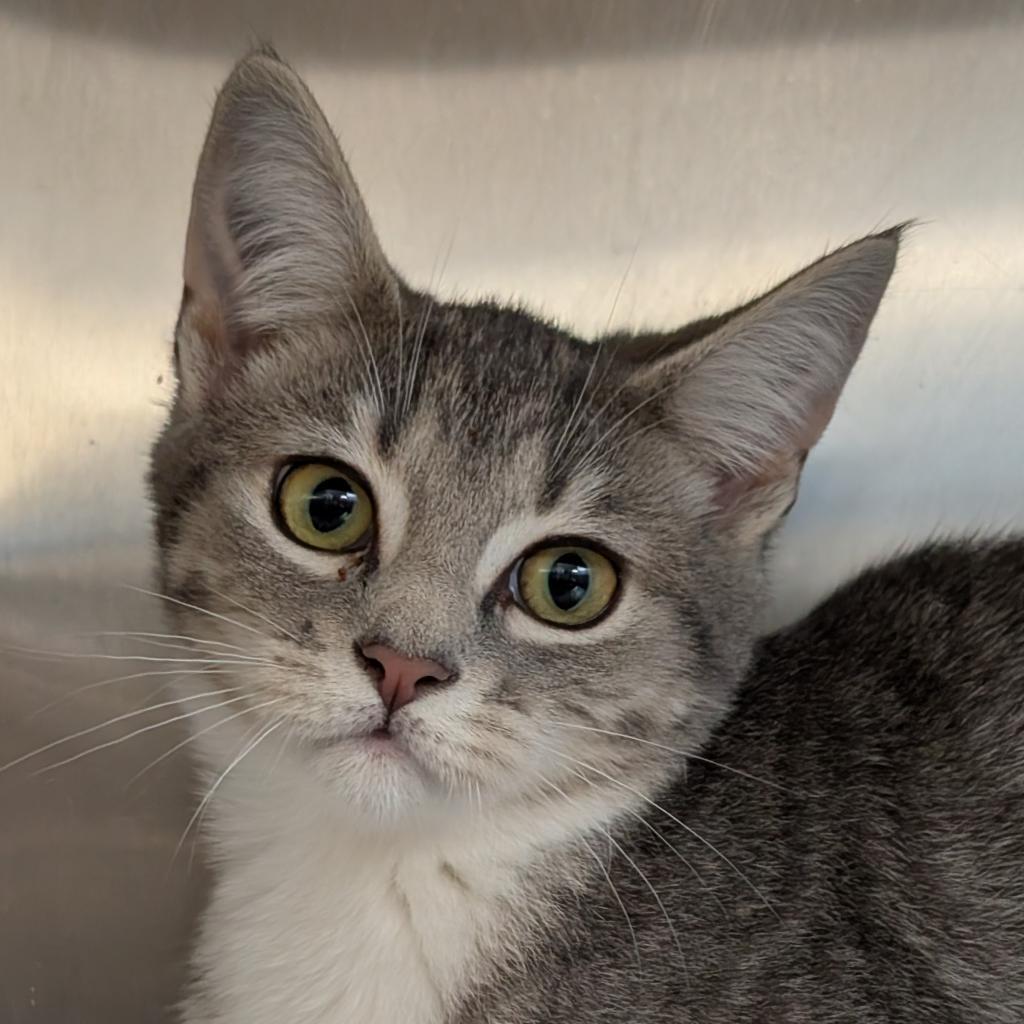 Neville, an adoptable Domestic Short Hair in Thomaston, ME, 04861 | Photo Image 2