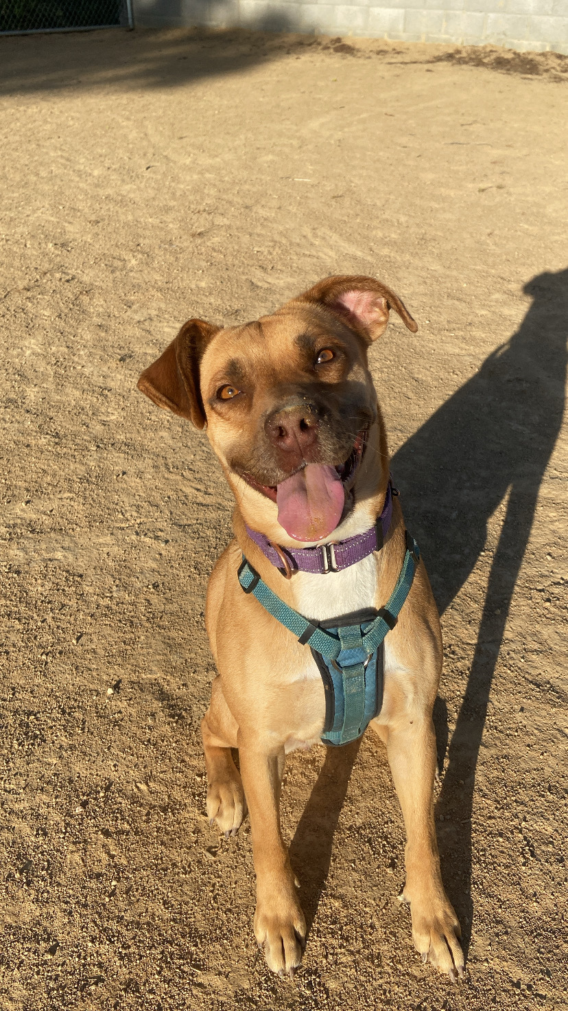 Maggie - Adoption fee fully sponsored
