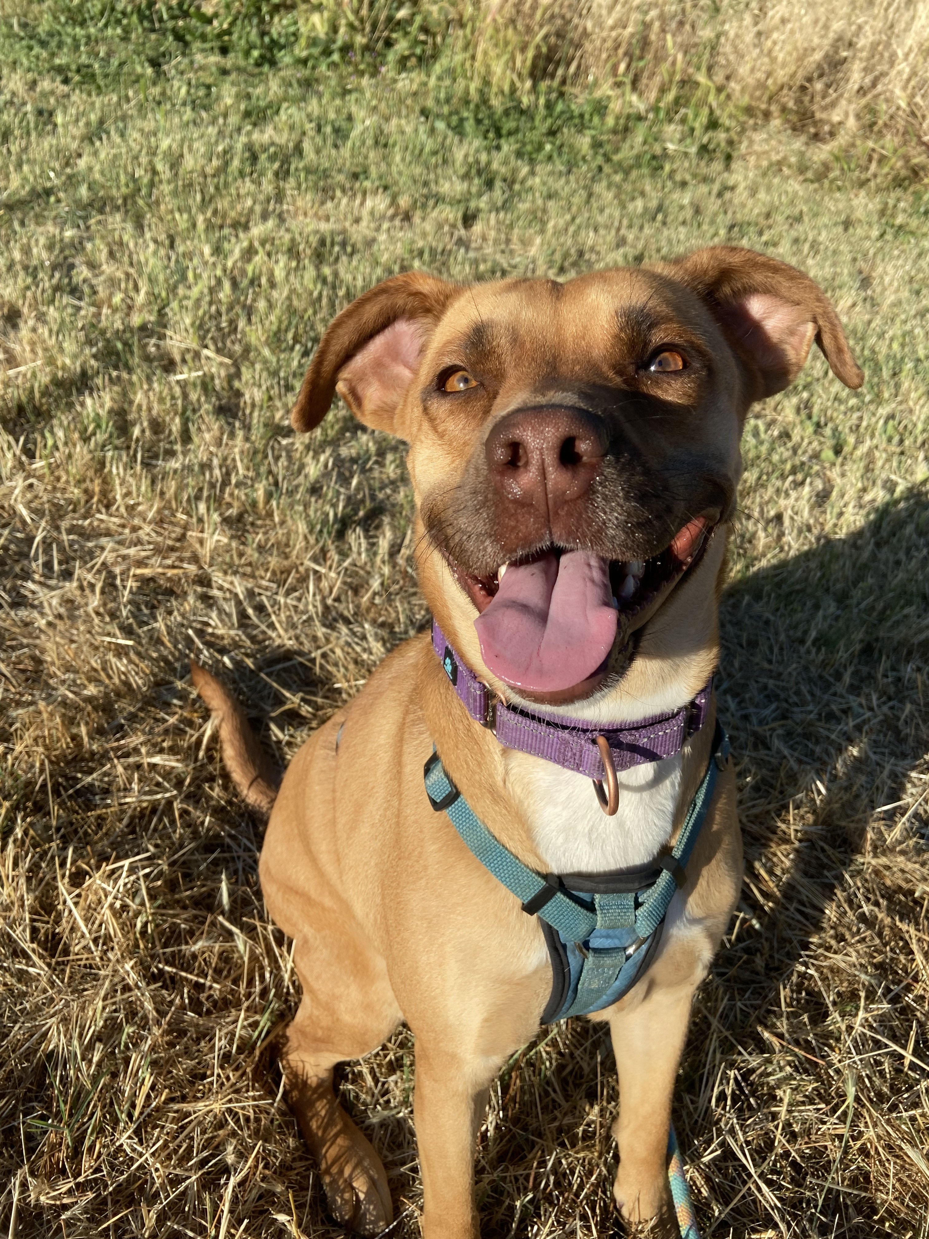Maggie - Adoption fee fully sponsored