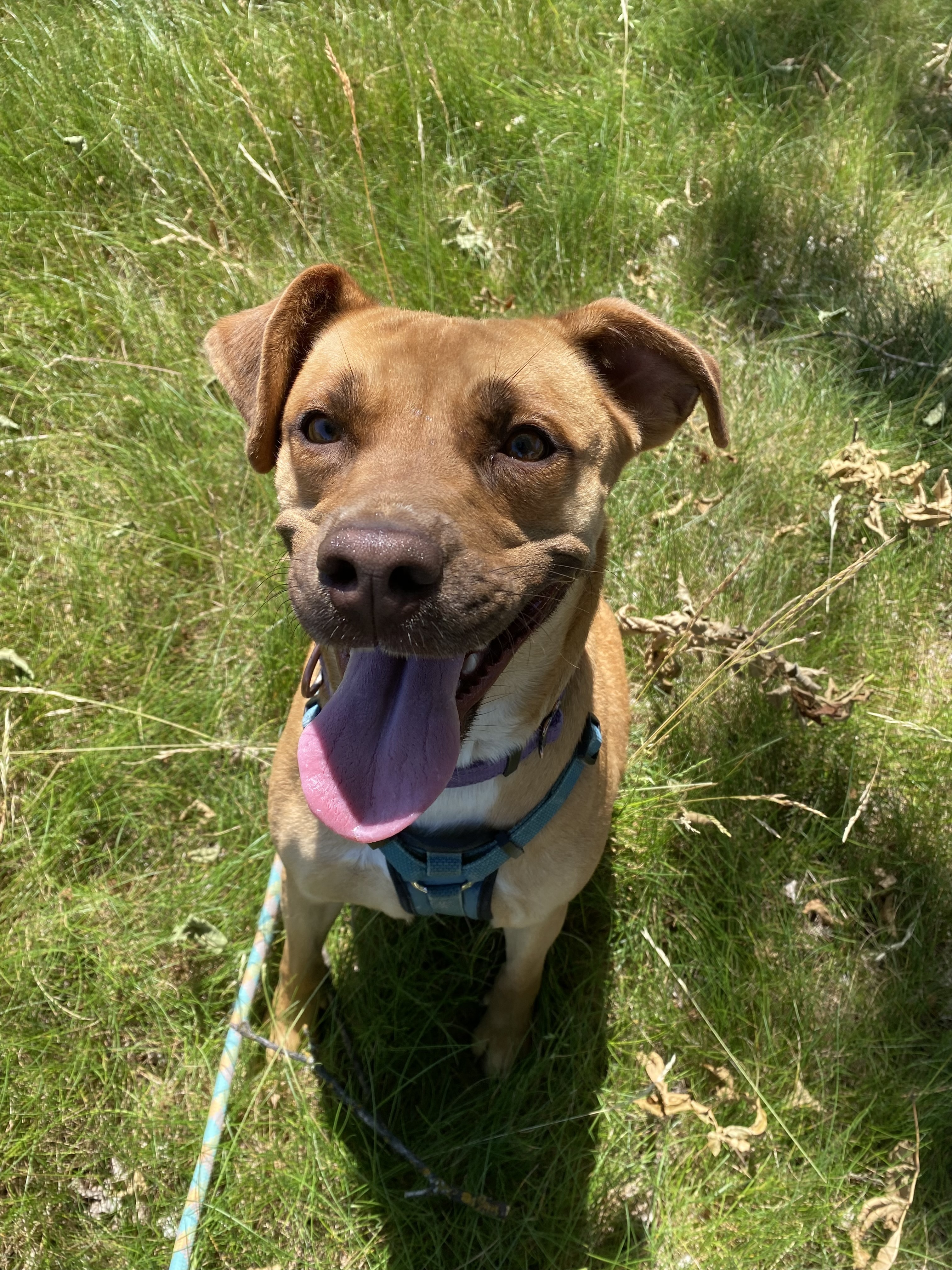 Maggie - Adoption fee fully sponsored