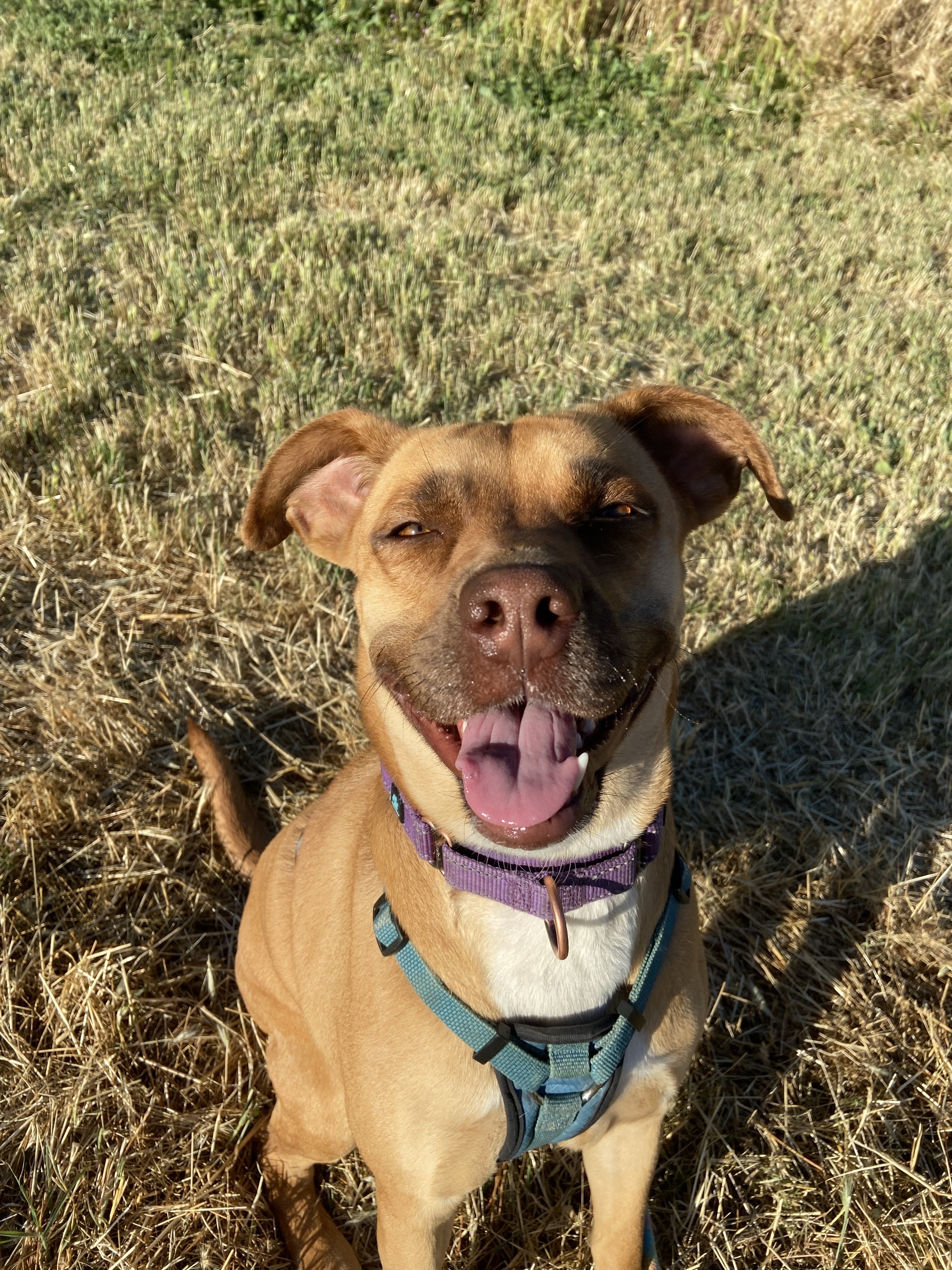 Maggie - Adoption fee fully sponsored