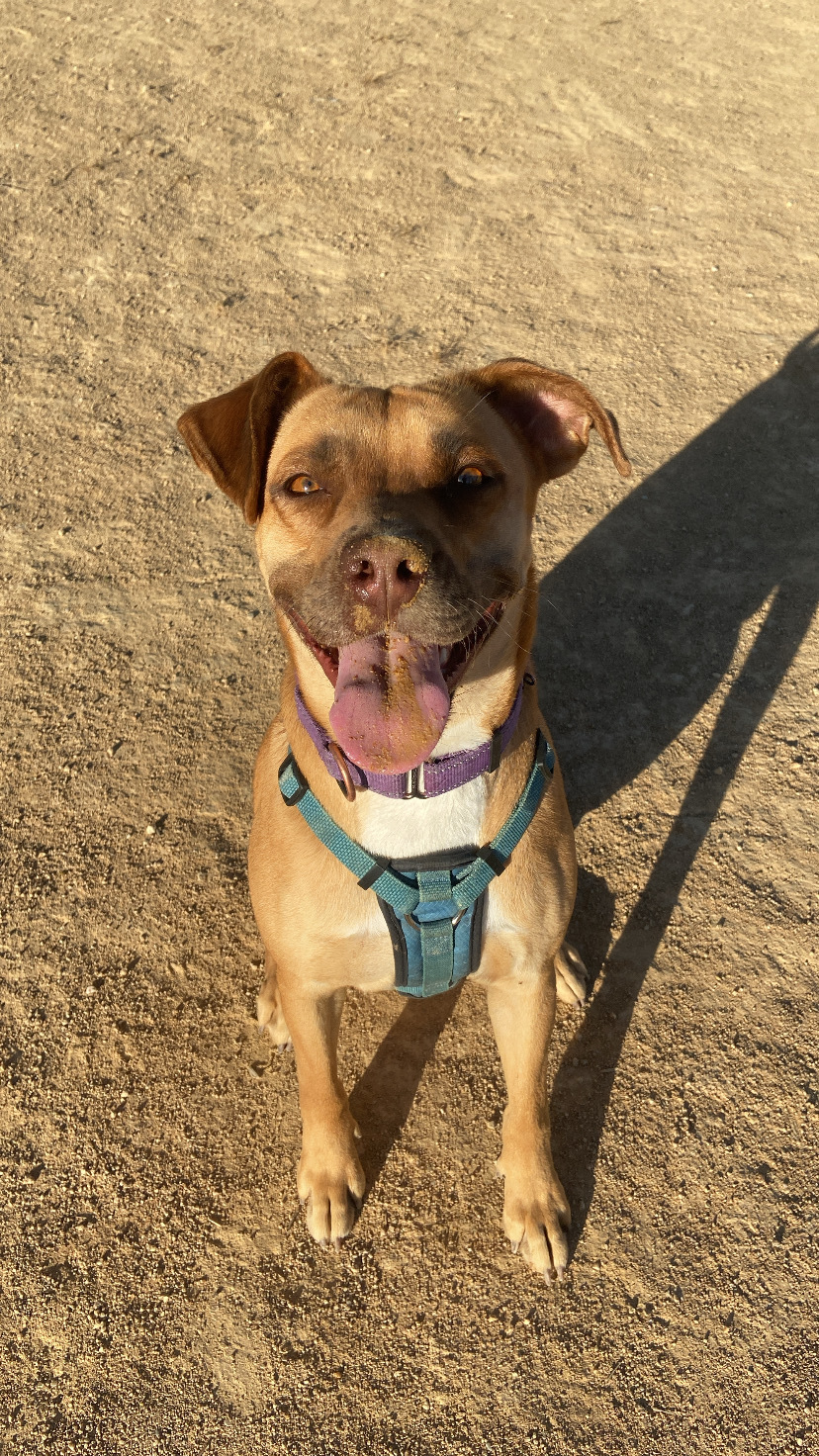Maggie - Adoption fee fully sponsored