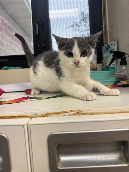 Chartreuse, an adoptable Domestic Short Hair in Hutchinson, KS, 67504 | Photo Image 1