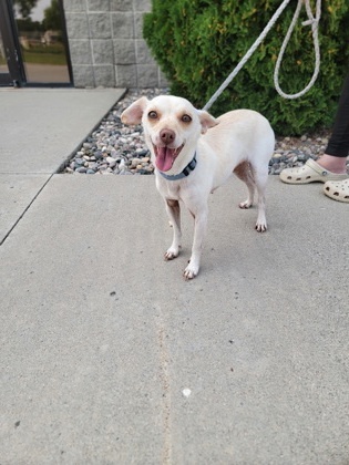 Felene, an adoptable Chihuahua, Mixed Breed in Fergus Falls, MN, 56537 | Photo Image 1