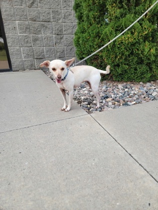 Felene, an adoptable Chihuahua, Mixed Breed in Fergus Falls, MN, 56537 | Photo Image 2