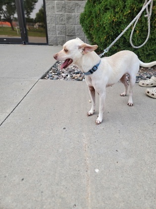 Felene, an adoptable Chihuahua, Mixed Breed in Fergus Falls, MN, 56537 | Photo Image 3