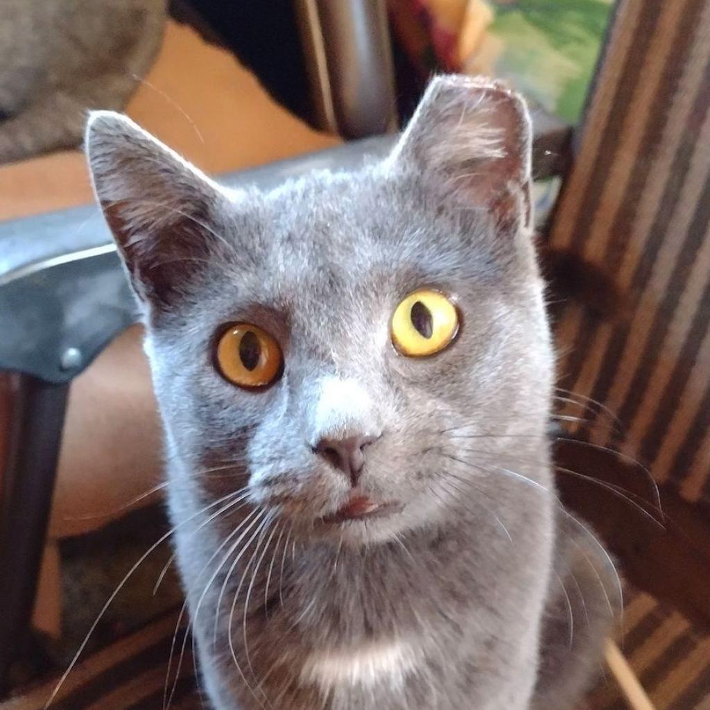 Frankie W, an adoptable Domestic Short Hair in Rochester, MN, 55903 | Photo Image 1