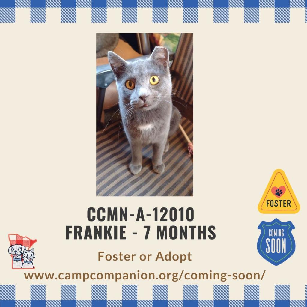 Frankie W, an adoptable Domestic Short Hair in Rochester, MN, 55903 | Photo Image 2