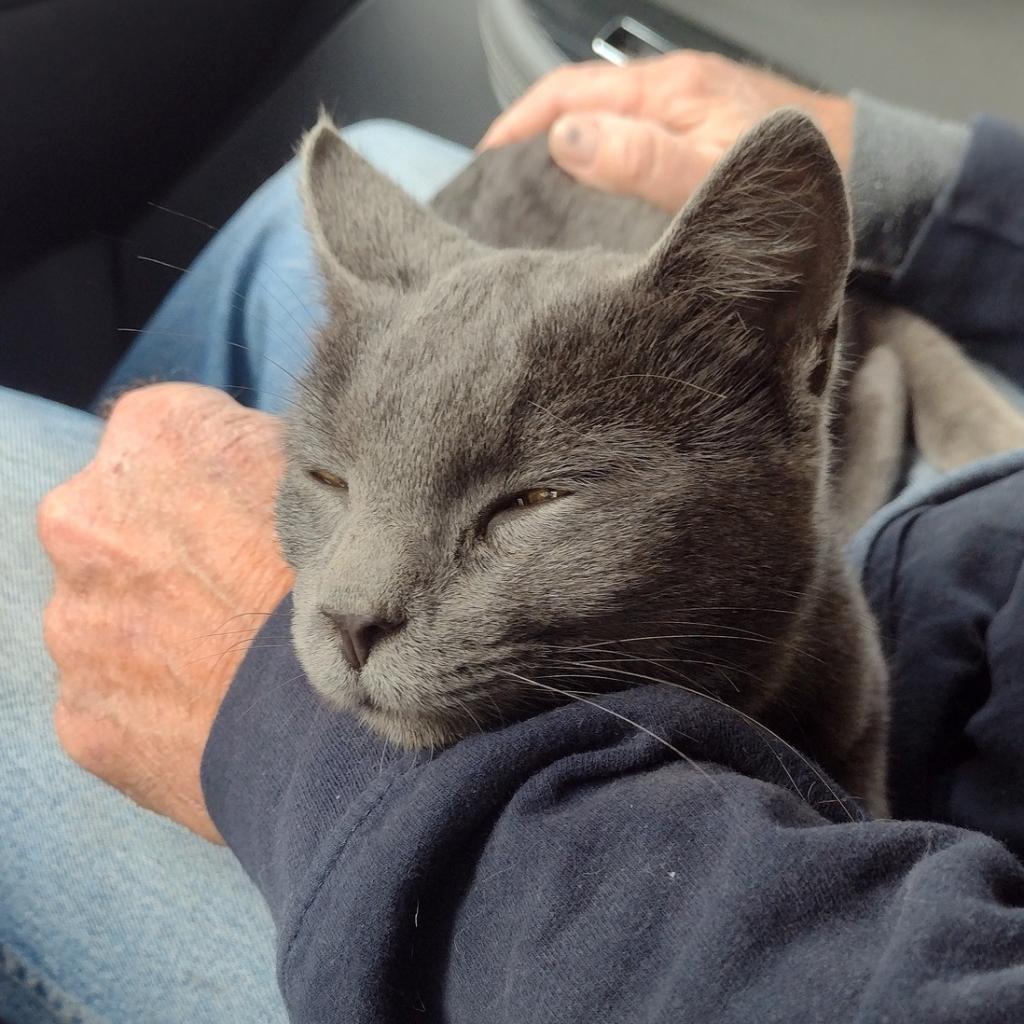 Frankie W, an adoptable Domestic Short Hair in Rochester, MN, 55903 | Photo Image 3