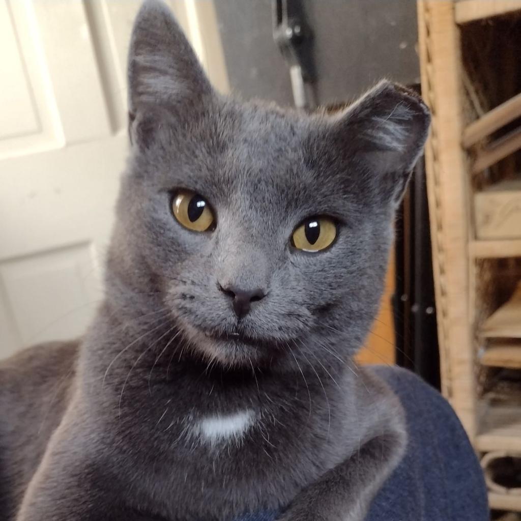 Frankie W, an adoptable Domestic Short Hair in Rochester, MN, 55903 | Photo Image 5