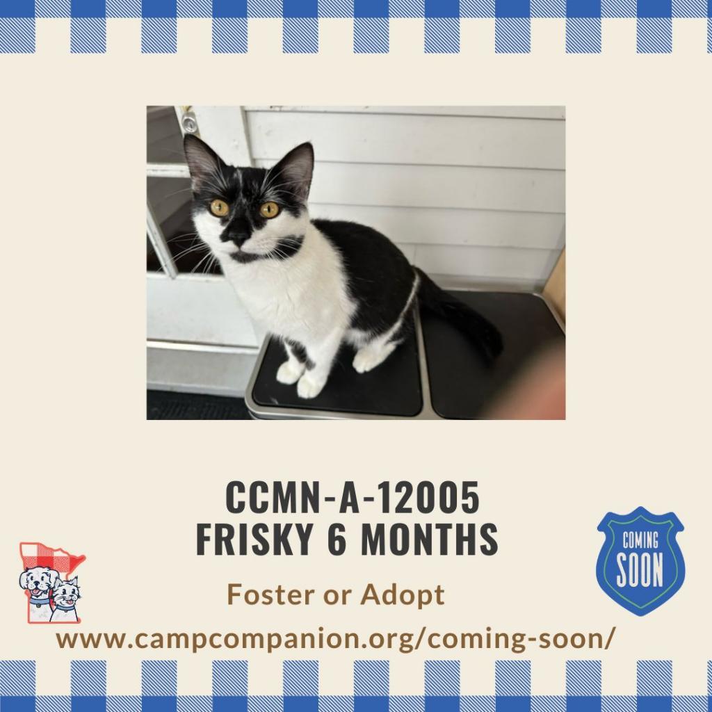 Frisky, an adoptable Domestic Short Hair in Rochester, MN, 55903 | Photo Image 1