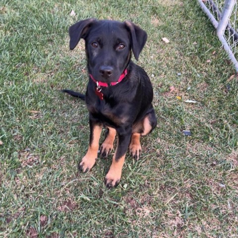 Lainey, an adoptable Rottweiler, Labrador Retriever in Duluth, MN, 55803 | Photo Image 2