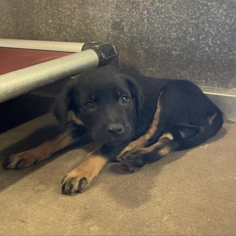 Lainey, an adoptable Rottweiler, Labrador Retriever in Duluth, MN, 55803 | Photo Image 4