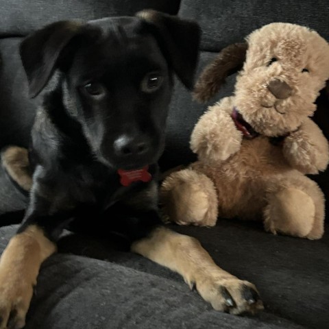 Lainey, an adoptable Rottweiler, Labrador Retriever in Duluth, MN, 55803 | Photo Image 6