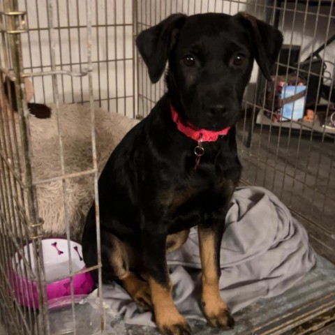 Lainey, an adoptable Rottweiler, Labrador Retriever in Duluth, MN, 55803 | Photo Image 8