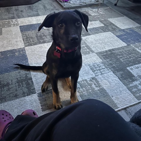 Lainey, an adoptable Rottweiler, Labrador Retriever in Duluth, MN, 55803 | Photo Image 9