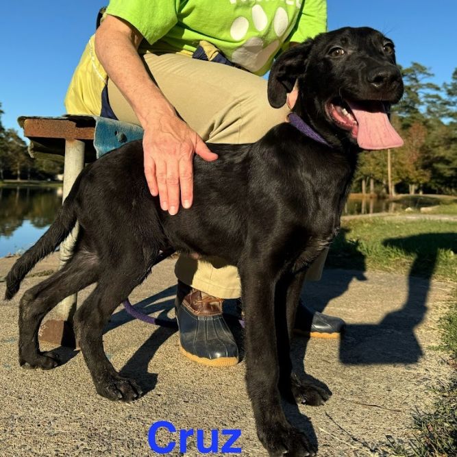 Cruz (C Litter)