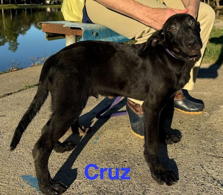 Cruz (C Litter) 3