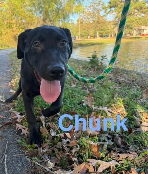 Chunk (C Litter)