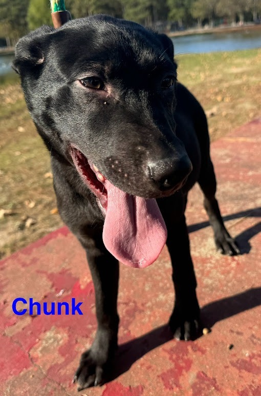 Chunk (C Litter) 5