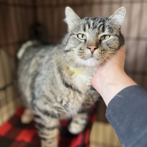 Tommy Two-Toes, an adoptable Domestic Short Hair in Lander, WY, 82520 | Photo Image 1